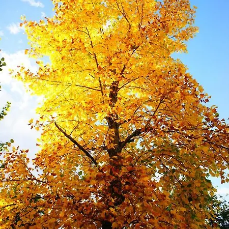 بيت ضيافة La Maison Verte 3*