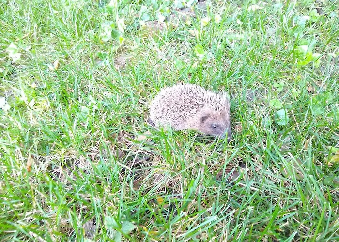 招待所 La Maison Verte 阿尔比