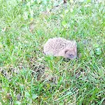 ゲストハウス La Maison Verte アルビ