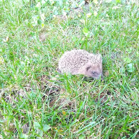 Gasthof La Maison Verte Albi