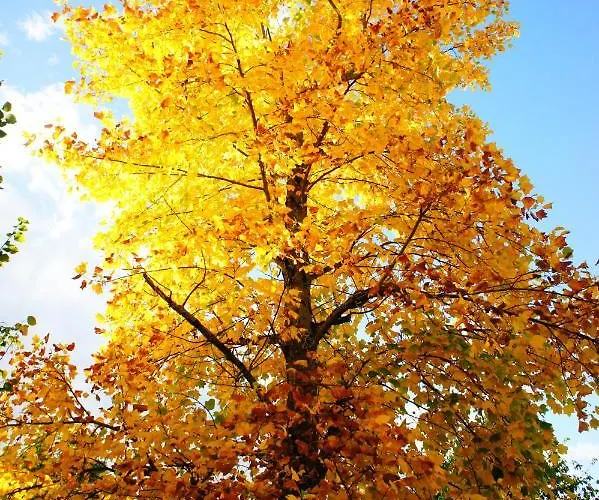 بيت ضيافة La Maison Verte 3*